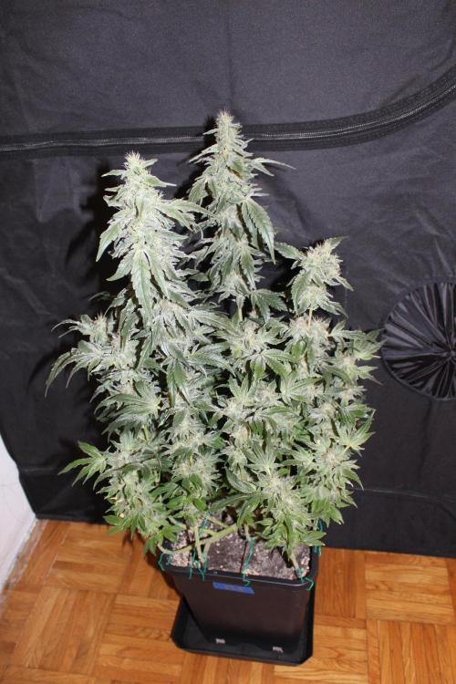 GORILLA ZKITTLEZ - Barney's Farm. Week 13
