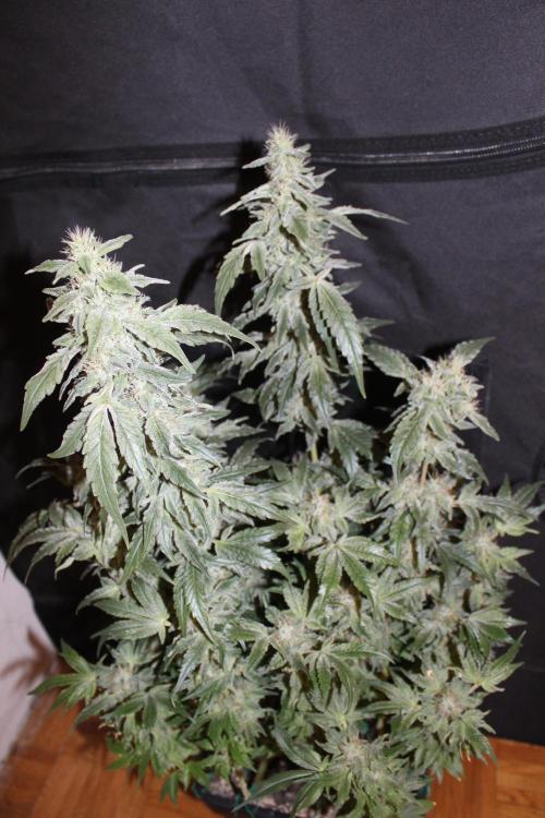 GORILLA ZKITTLEZ - Barney's Farm. Week 13