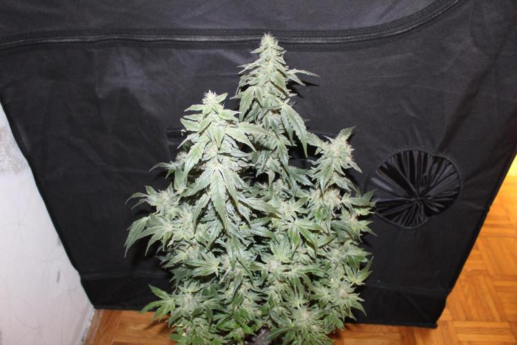 GORILLA ZKITTLEZ - Barney's Farm. Week 13