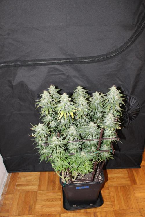 GORILLA ZKITTLEZ - Barney's Farm. Week 13