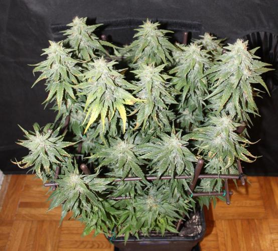 GORILLA ZKITTLEZ - Barney's Farm. Week 13