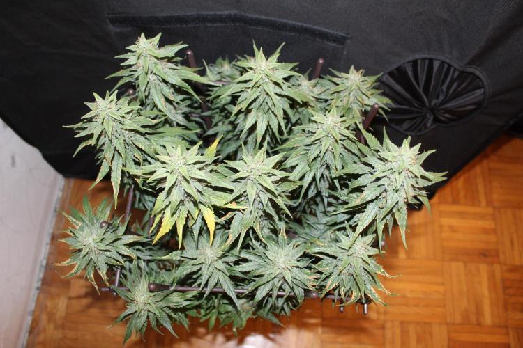 GORILLA ZKITTLEZ - Barney's Farm. Week 13