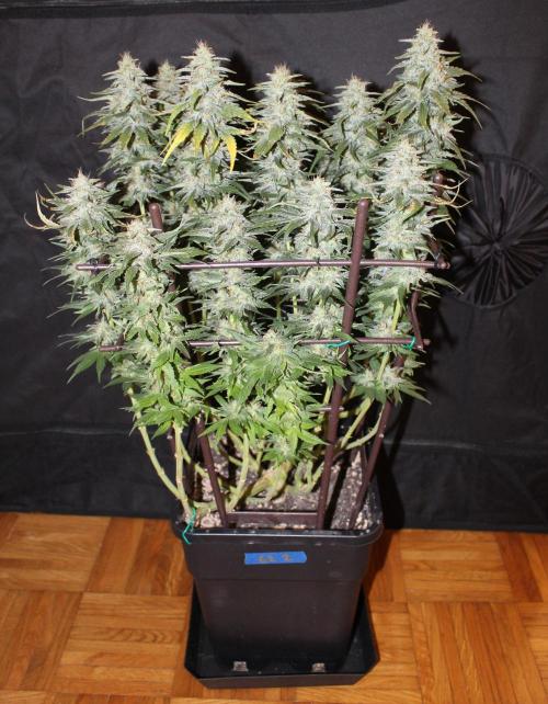 GORILLA ZKITTLEZ - Barney's Farm. Week 13