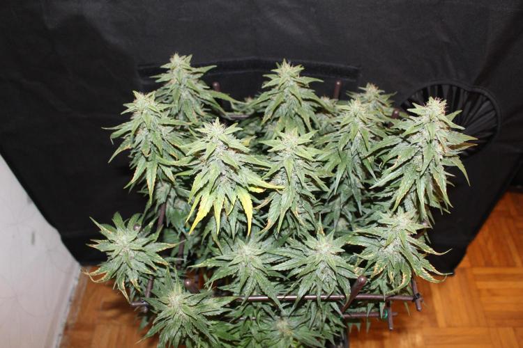 GORILLA ZKITTLEZ - Barney's Farm. Week 13