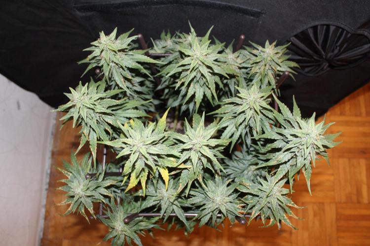 GORILLA ZKITTLEZ - Barney's Farm. Week 13