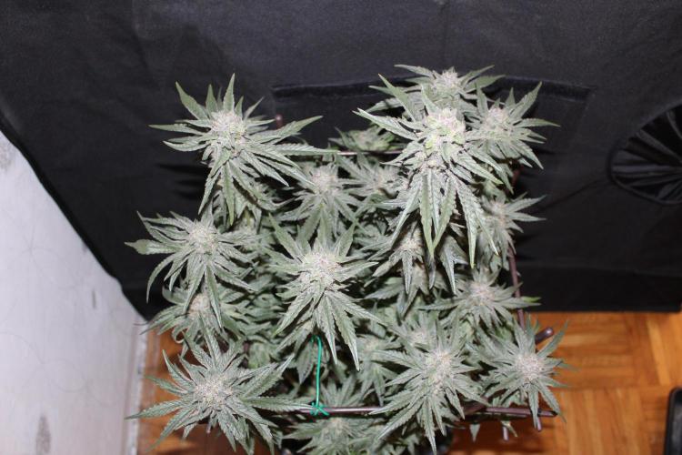 LSD - Barney's Farm. Week 13