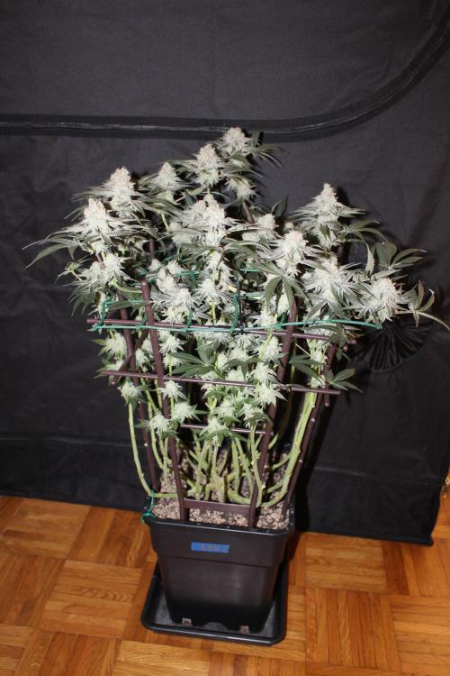 LSD - Barney's Farm. Week 13