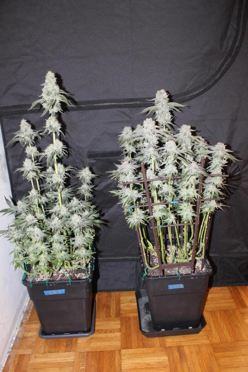 LSD - Barney's Farm. Week 13