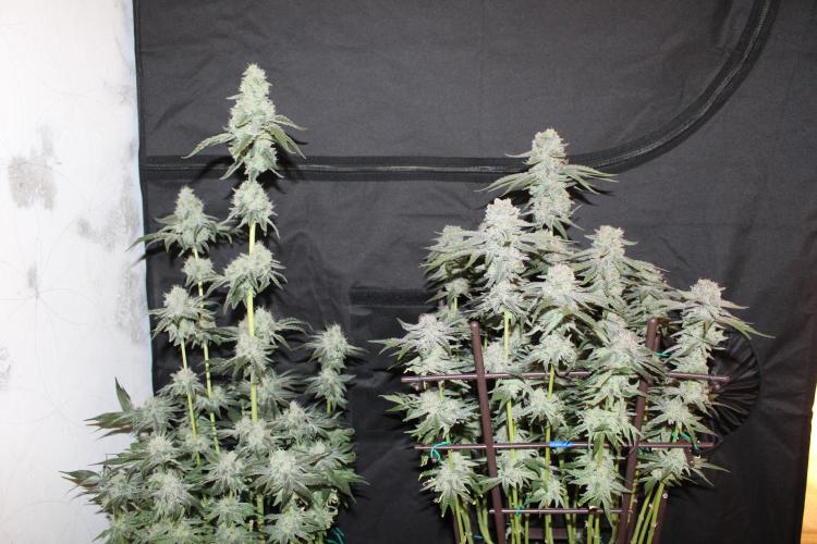 LSD - Barney's Farm. Week 13