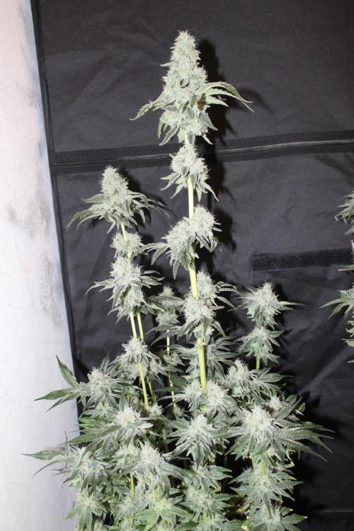 LSD - Barney's Farm. Week 13