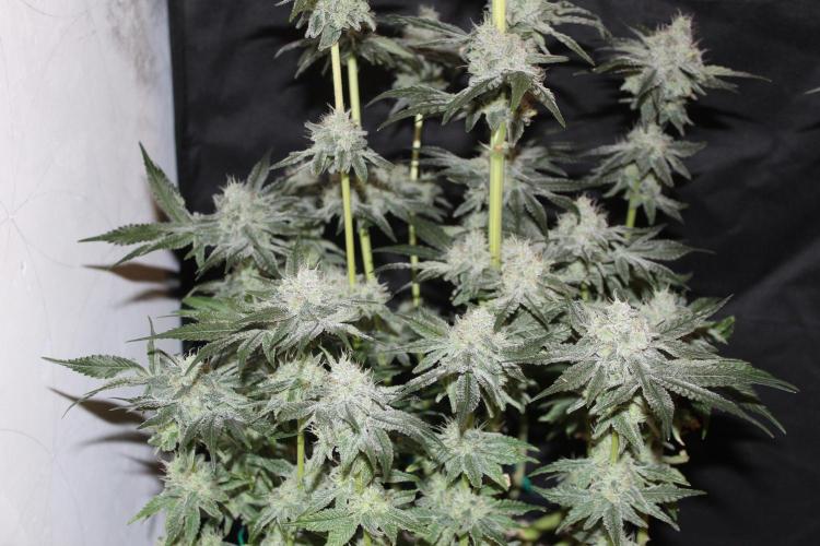 LSD - Barney's Farm. Week 13