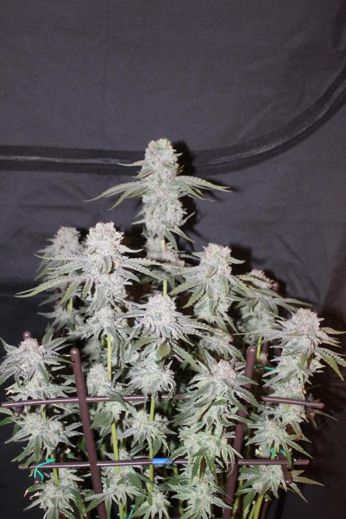 LSD - Barney's Farm. Week 13