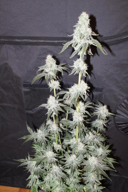 LSD - Barney's Farm. Week 13
