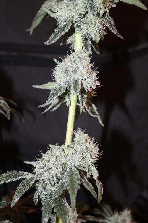 LSD - Barney's Farm. Week 13