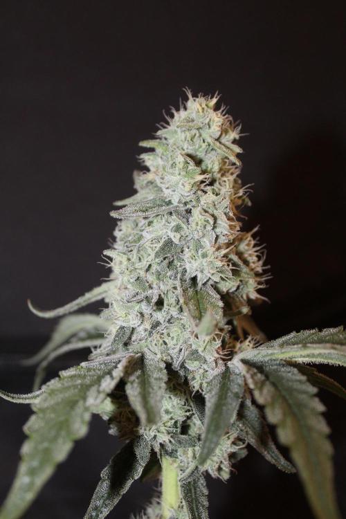 LSD - Barney's Farm. Week 13