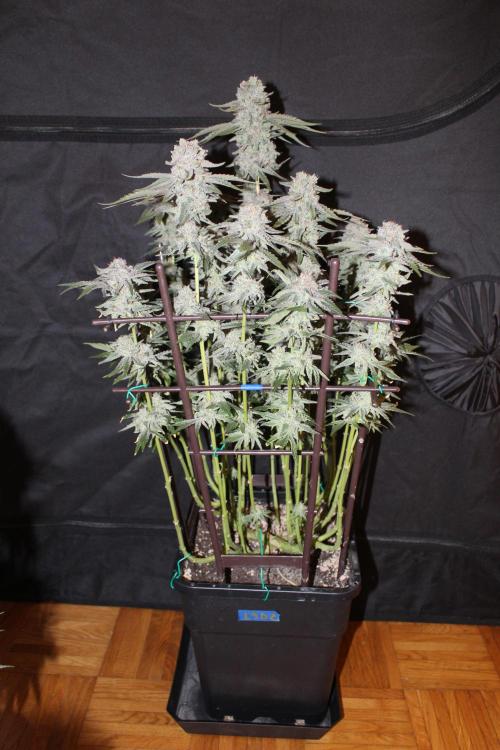 LSD - Barney's Farm. Week 13