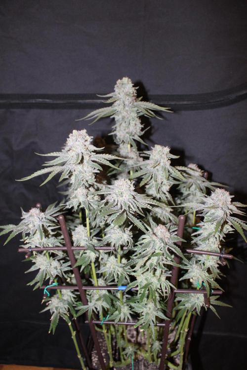LSD - Barney's Farm. Week 13