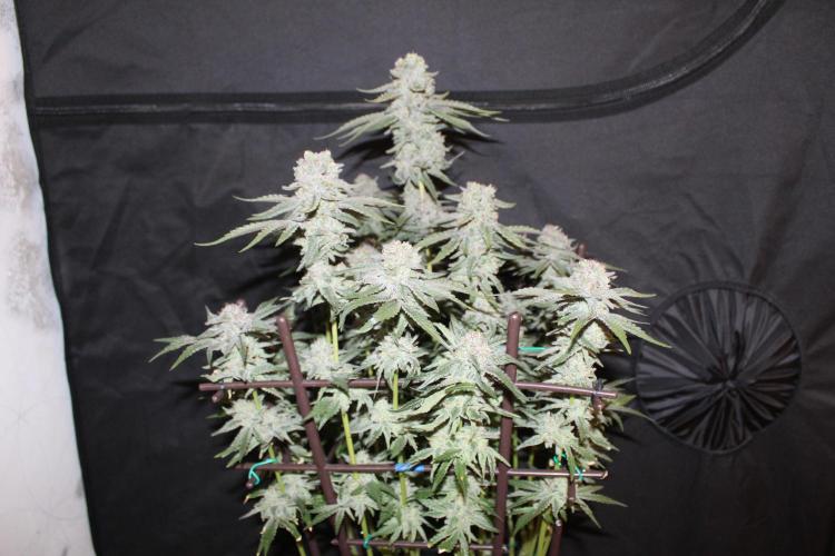 LSD - Barney's Farm. Week 13