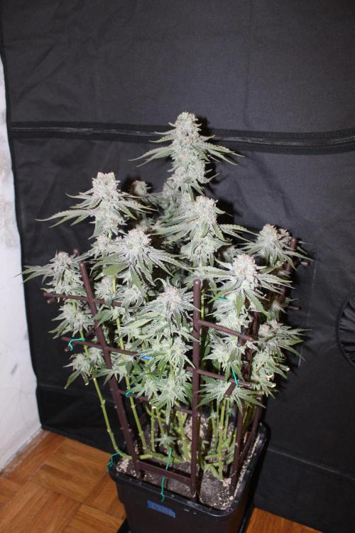 LSD - Barney's Farm. Week 13