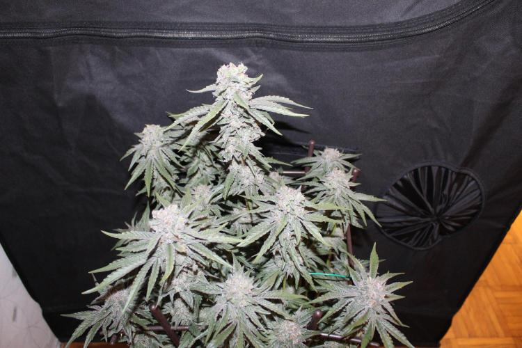 LSD - Barney's Farm. Week 13