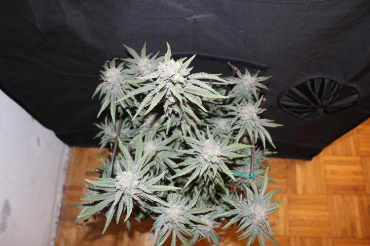 LSD - Barney's Farm. Week 13