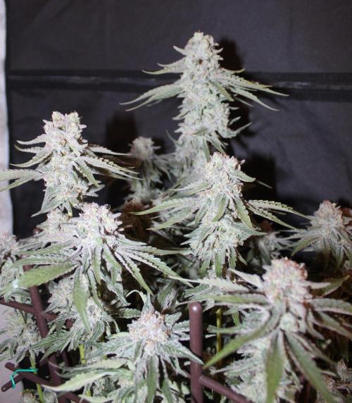 LSD - Barney's Farm. Week 13