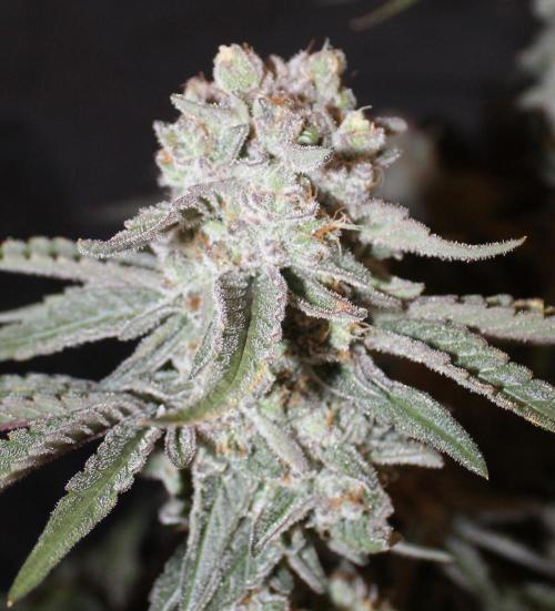 LSD - Barney's Farm. Week 13
