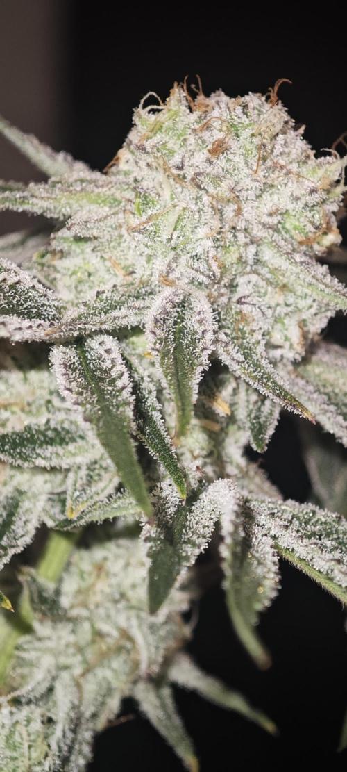 LSD - Barney's Farm. Week 13
