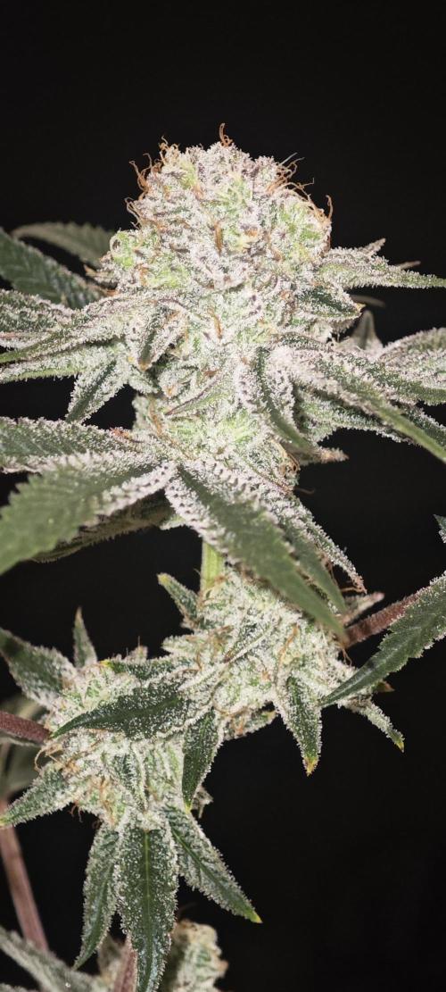 LSD - Barney's Farm. Week 13