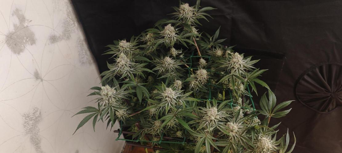 LSD - Barney's Farm. Week 13
