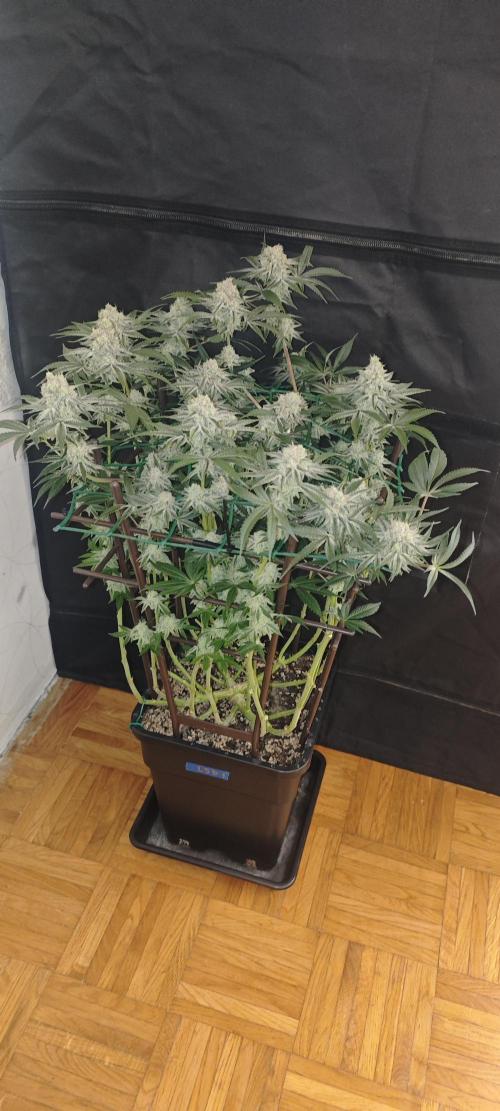 LSD - Barney's Farm. Week 13