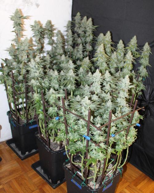 BUBBA KUSH - Barney's Farm. Week 13