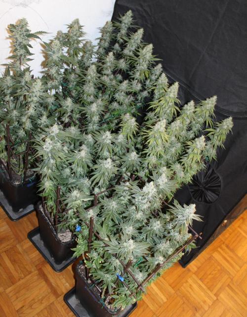 BUBBA KUSH - Barney's Farm. Week 13