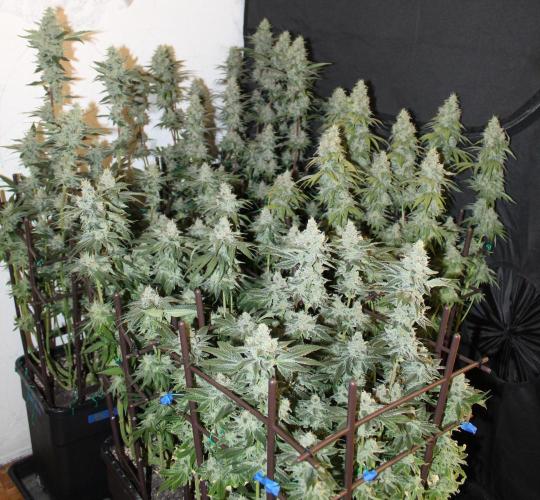 BUBBA KUSH - Barney's Farm. Week 13