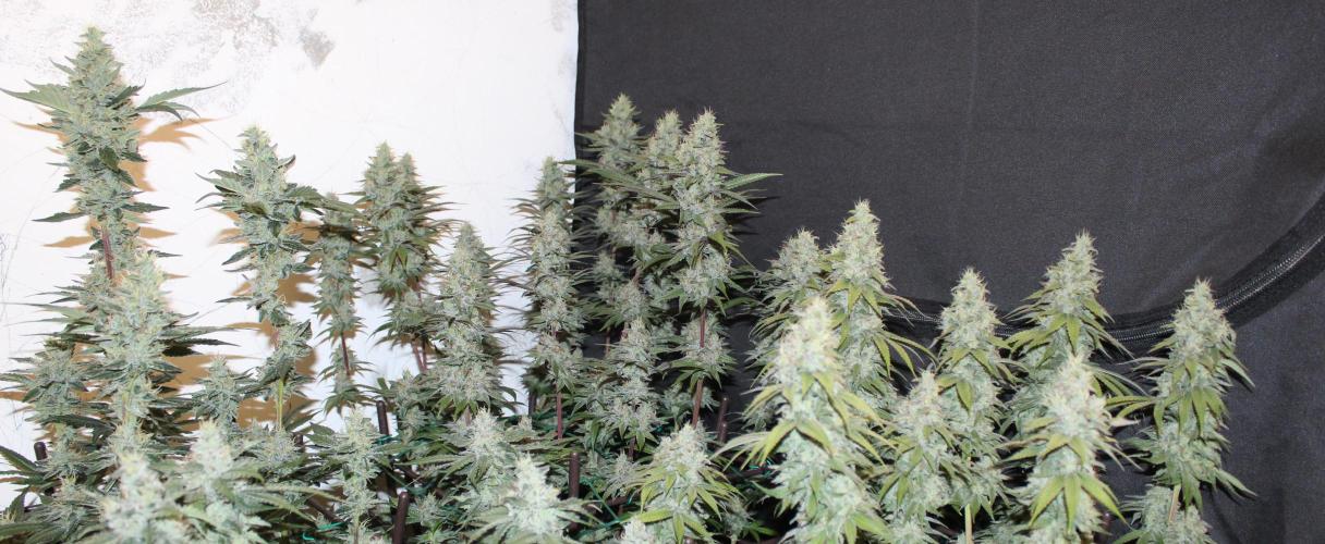 BUBBA KUSH - Barney's Farm. Week 13