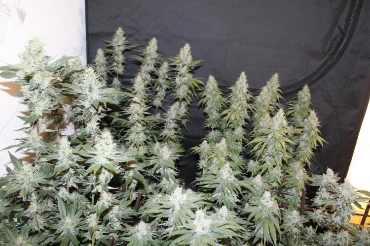 BUBBA KUSH - Barney's Farm. Week 13