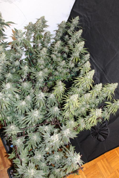 BUBBA KUSH - Barney's Farm. Week 13