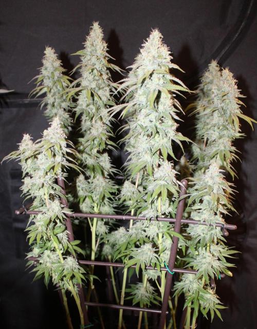 BUBBA KUSH - Barney's Farm. Week 13