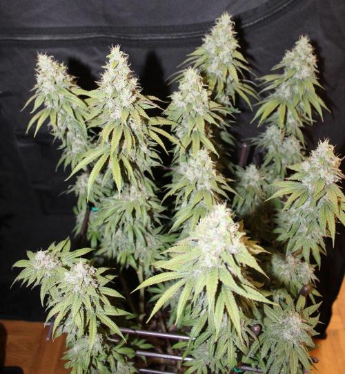 BUBBA KUSH - Barney's Farm. Week 13