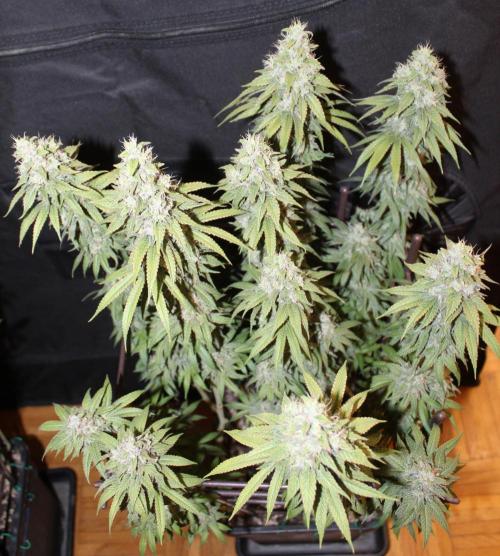 BUBBA KUSH - Barney's Farm. Week 13