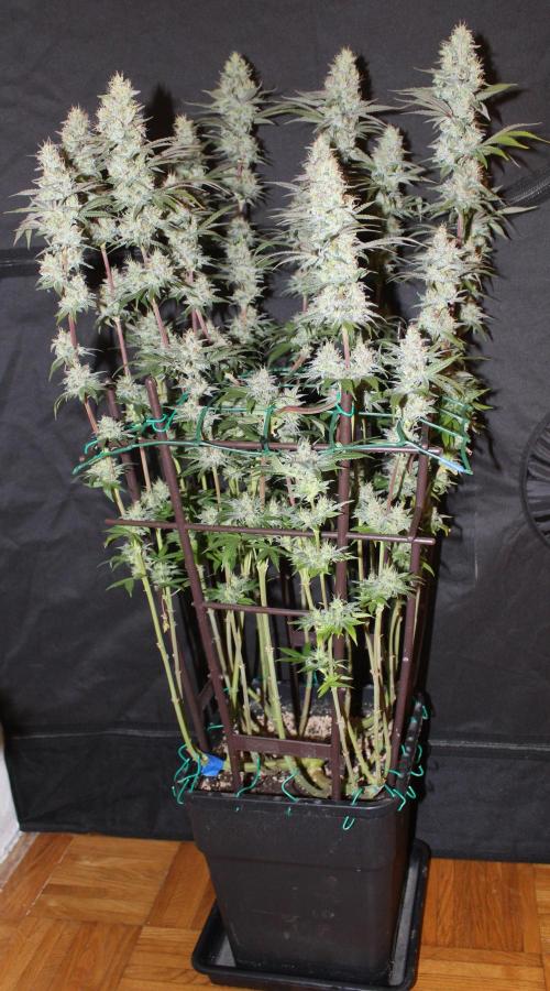 BUBBA KUSH - Barney's Farm. Week 13