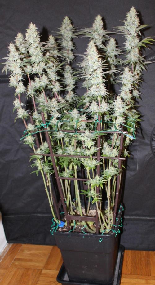BUBBA KUSH - Barney's Farm. Week 13