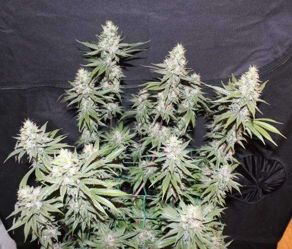 BUBBA KUSH - Barney's Farm. Week 13