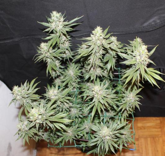 BUBBA KUSH - Barney's Farm. Week 13