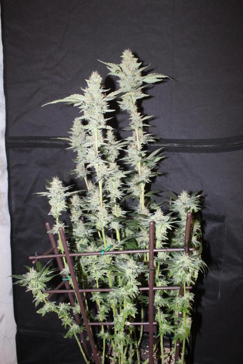 BUBBA KUSH - Barney's Farm. Week 13