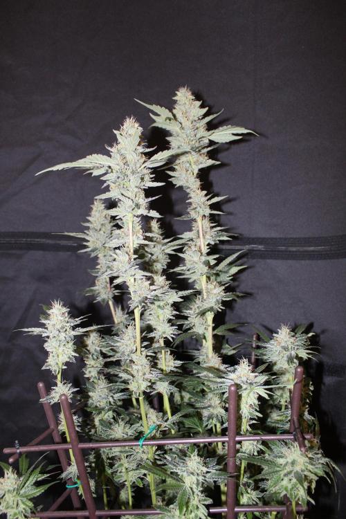 BUBBA KUSH - Barney's Farm. Week 13