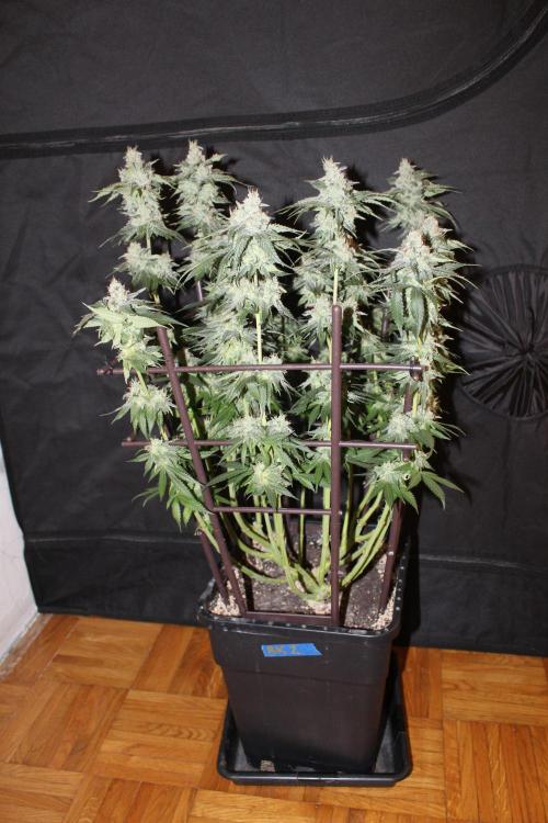 BUBBA KUSH - Barney's Farm. Week 13