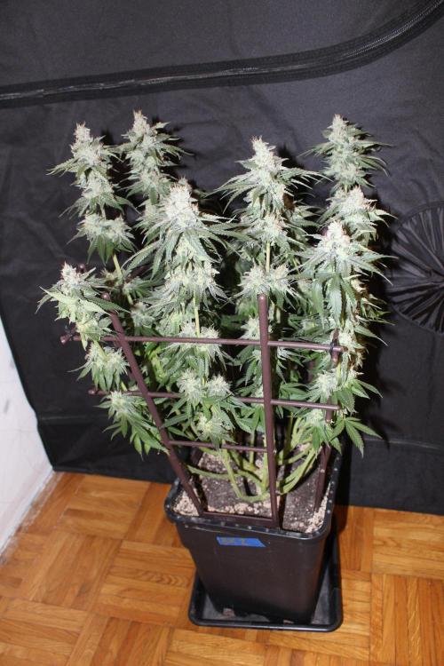 BUBBA KUSH - Barney's Farm. Week 13