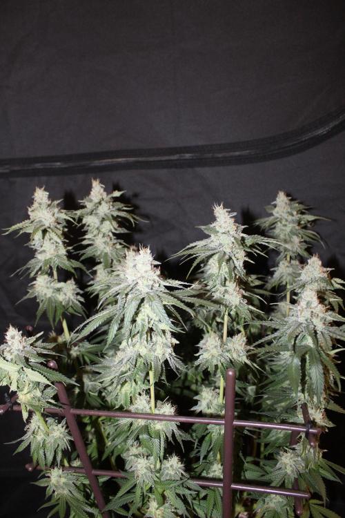BUBBA KUSH - Barney's Farm. Week 13