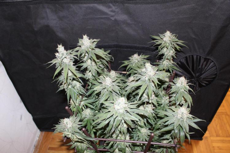 BUBBA KUSH - Barney's Farm. Week 13